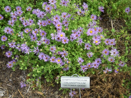 Blue Fall Aster